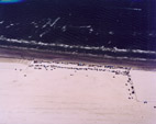 Oblique 34