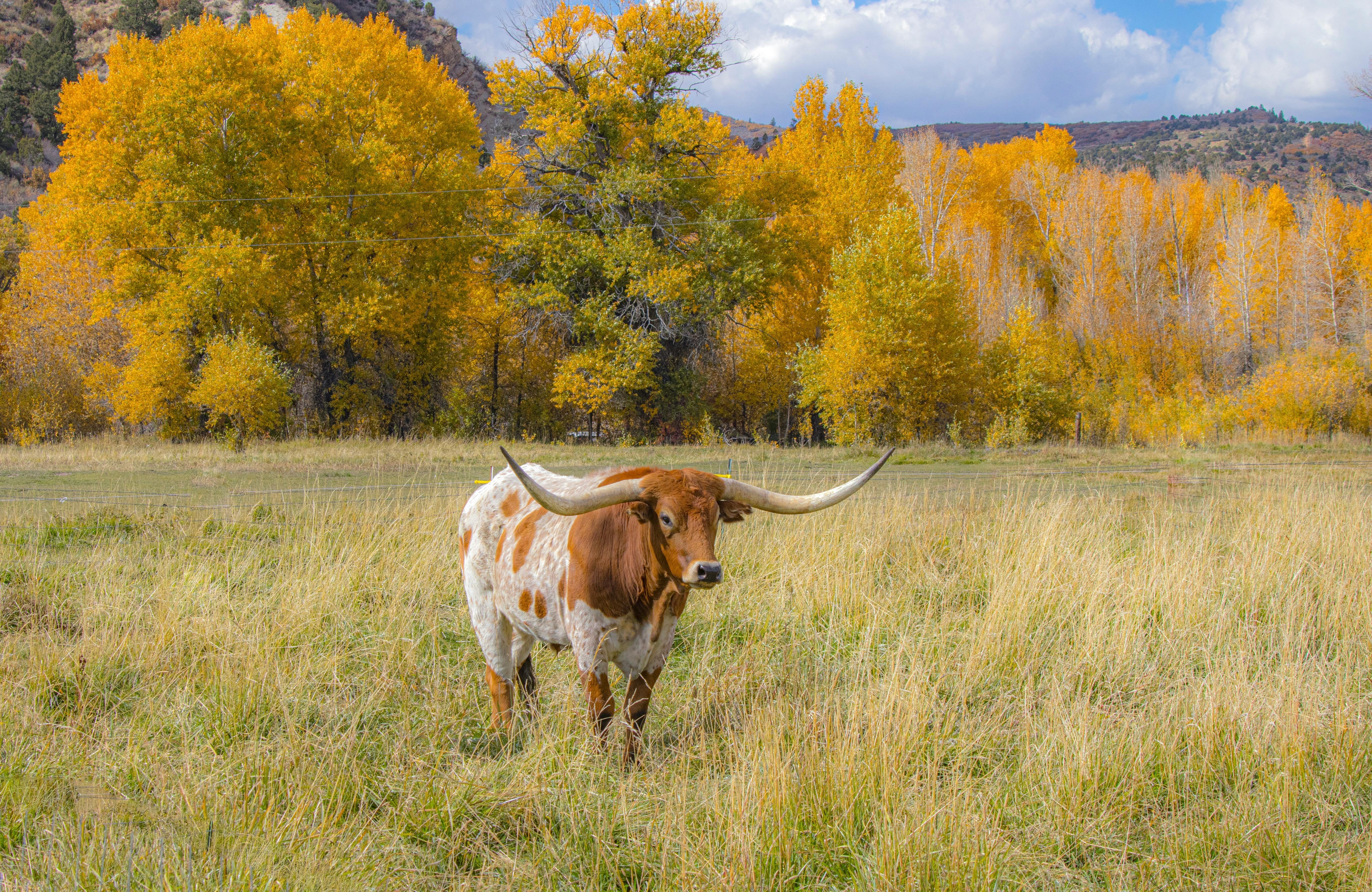 A longhorn stands in a field with trees, hills and clouds in the background.