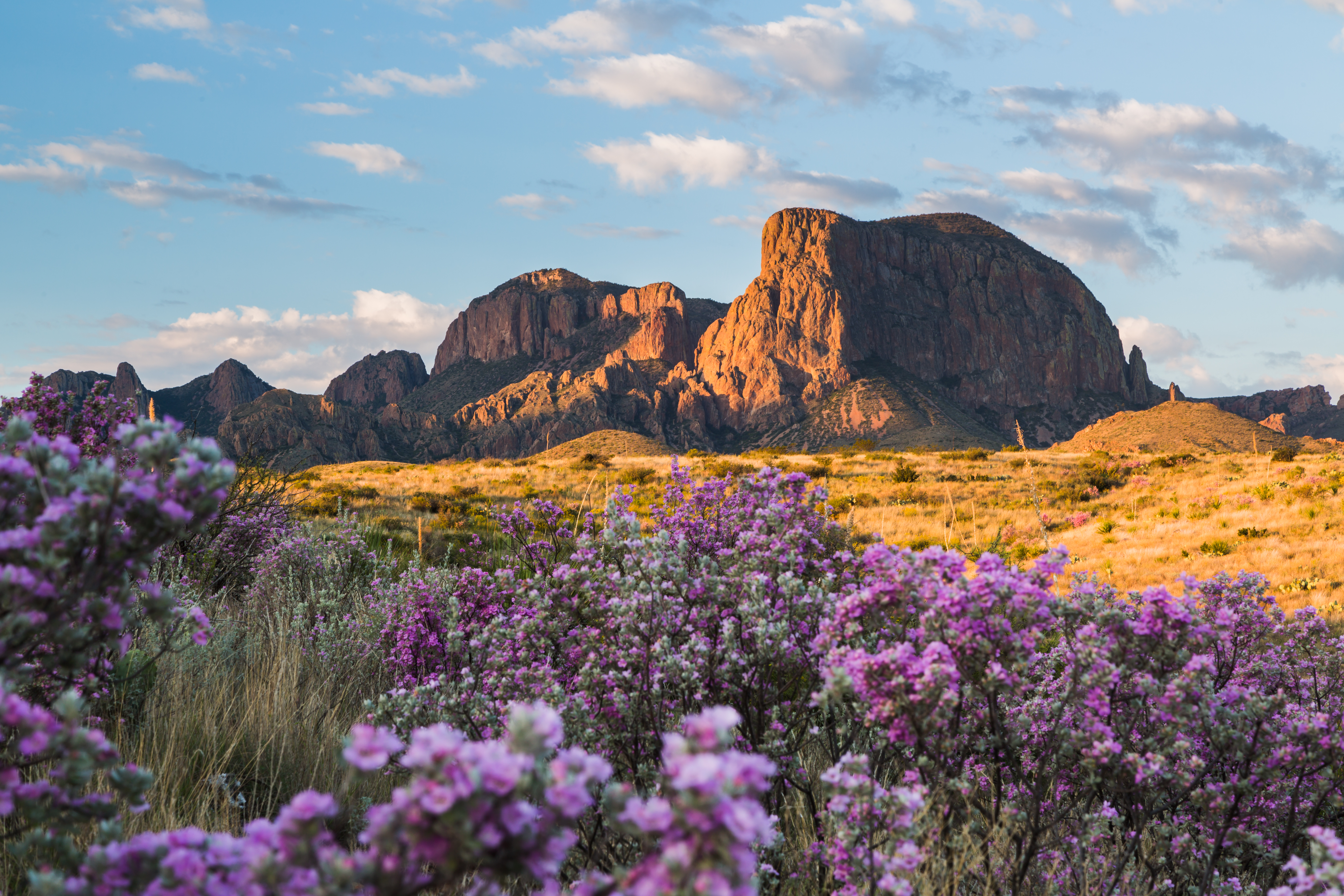 The Chiso Mountains in Big Bend National Park with wildflowers in the foreground.