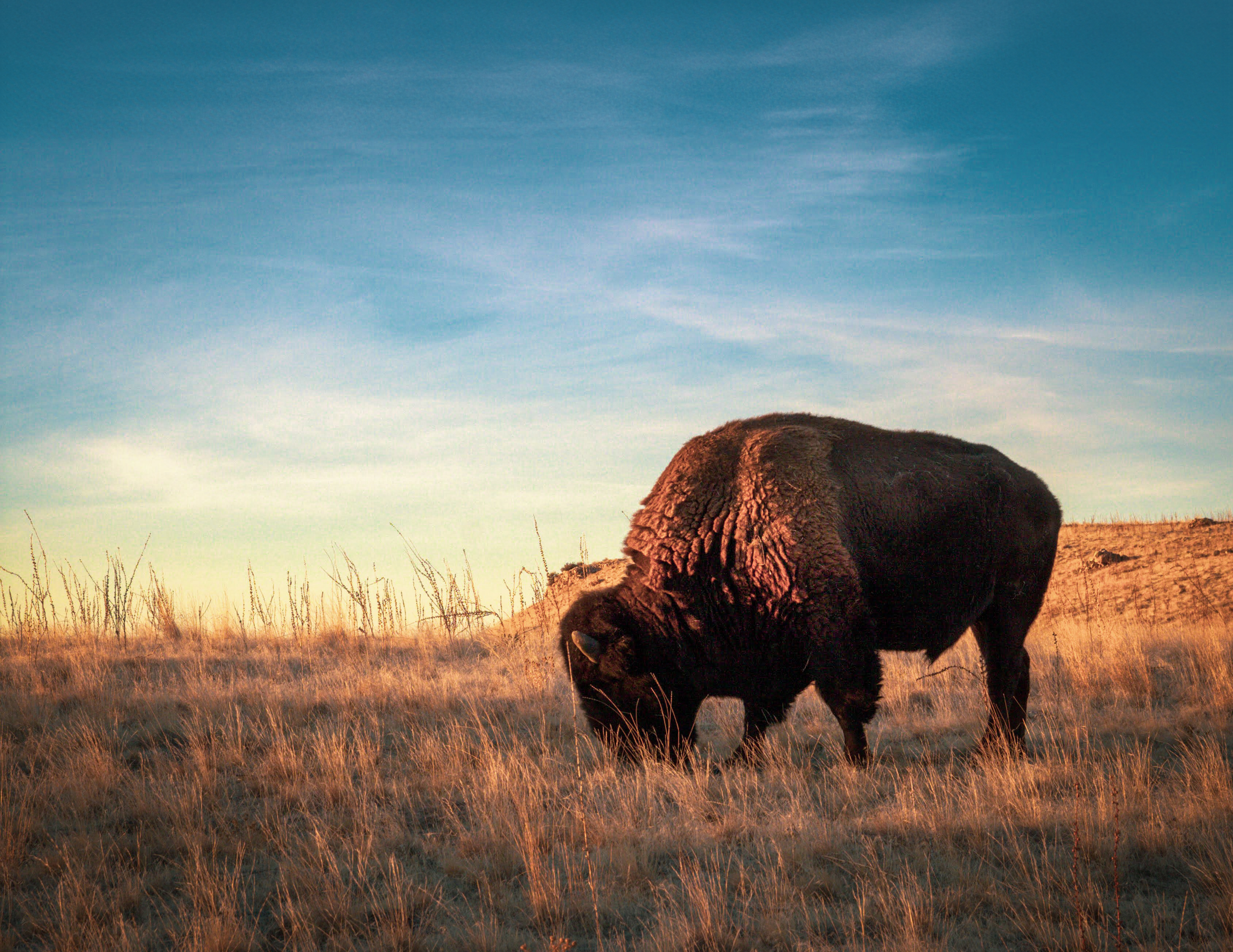 An American Bison eating grass on the prairies.