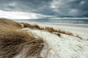 Coastal grasses on dunes getting blown in the wind with a storm brewing over the ocean.