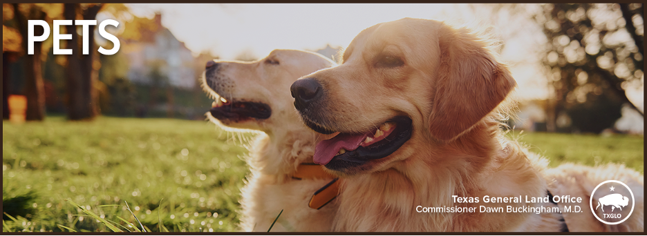 Two golden retrievers pant happily in the sunshine on a grassy lawn. The word "Pets" appears in the upper right corner.