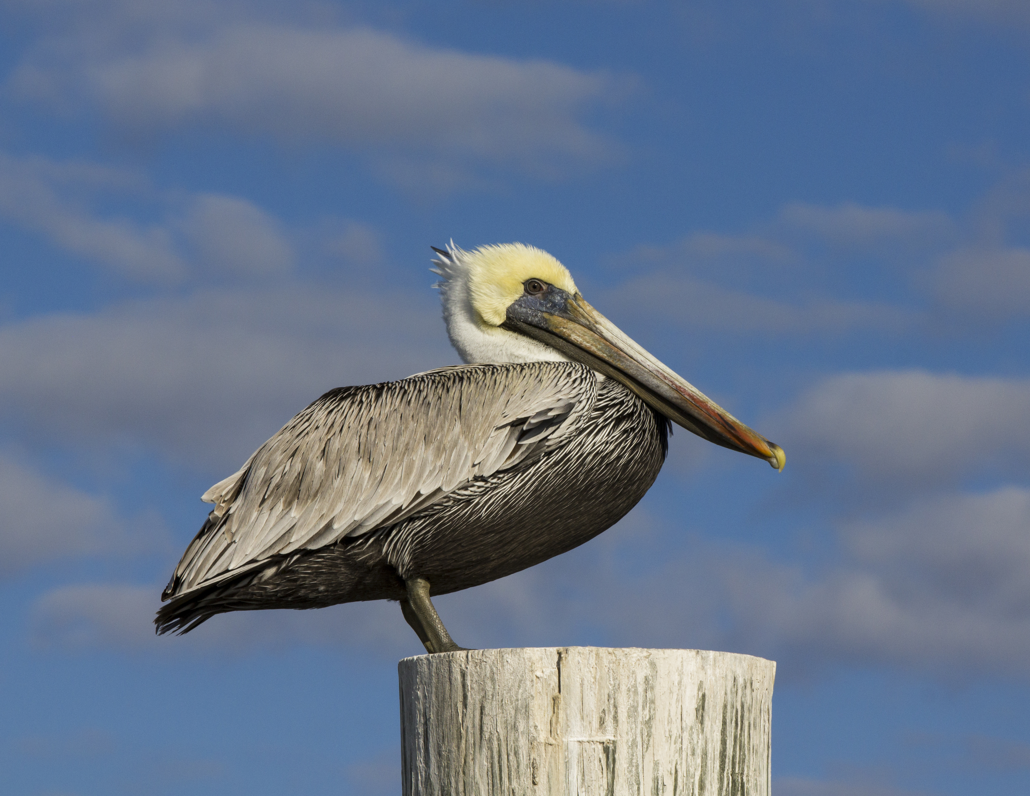 Brown pelican perched on pole with a background of blue sky and light cloud.