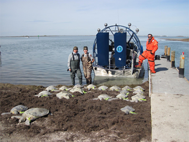 Cold-Stunned Turtle Rescue Corpus Christi January 2019