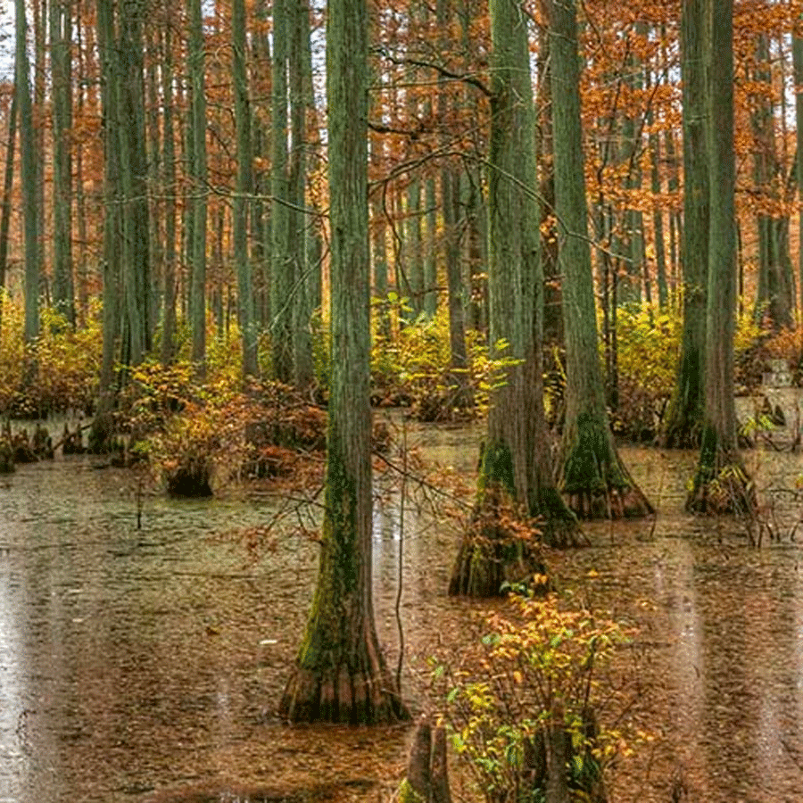 bald-cypress.png