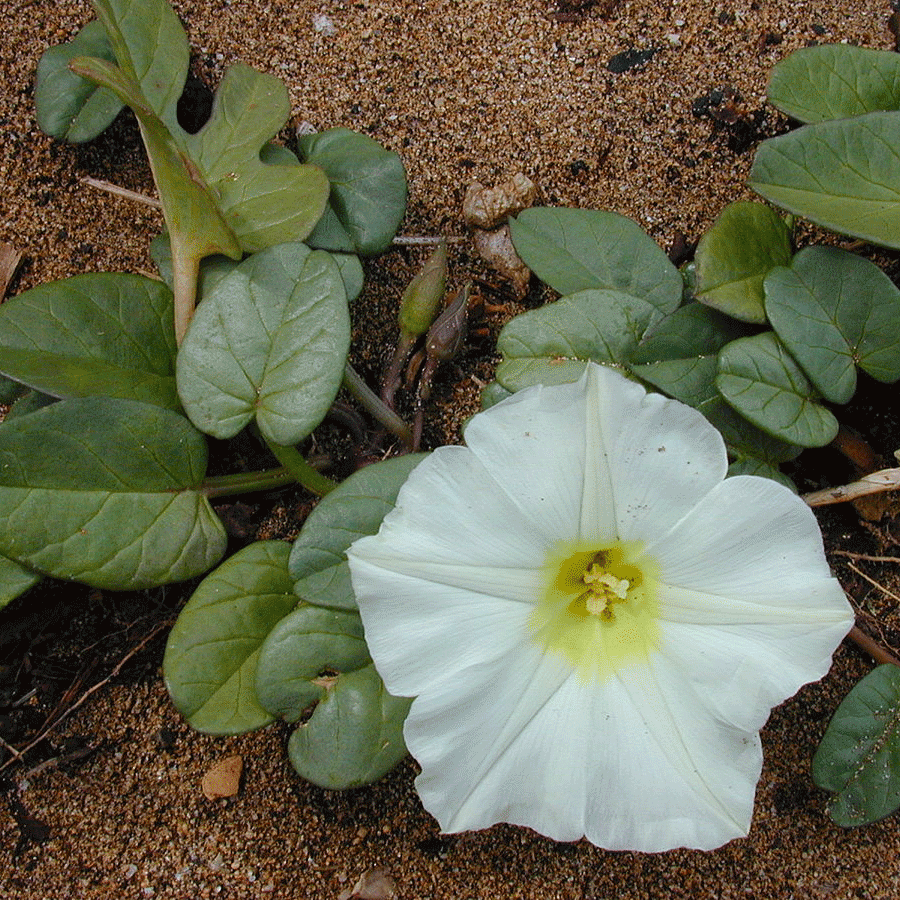 beach-morning-glory.png