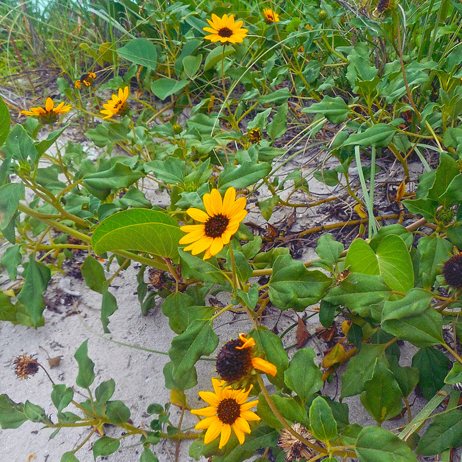 beach-sunflower_900x900.jpg