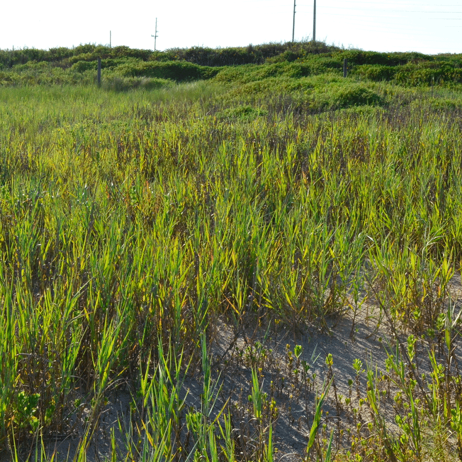 bitter-panicum.png