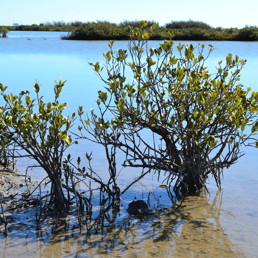 black-mangrove.png