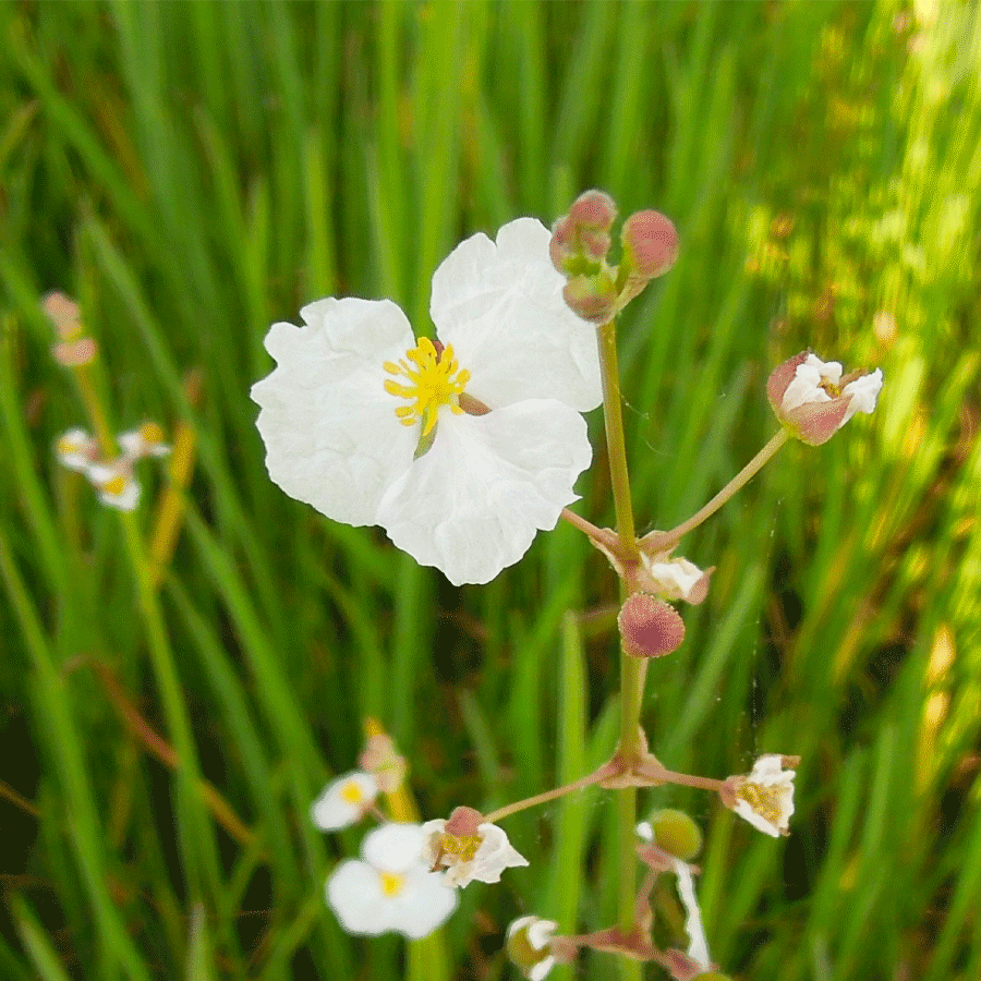 bull-tongue.png