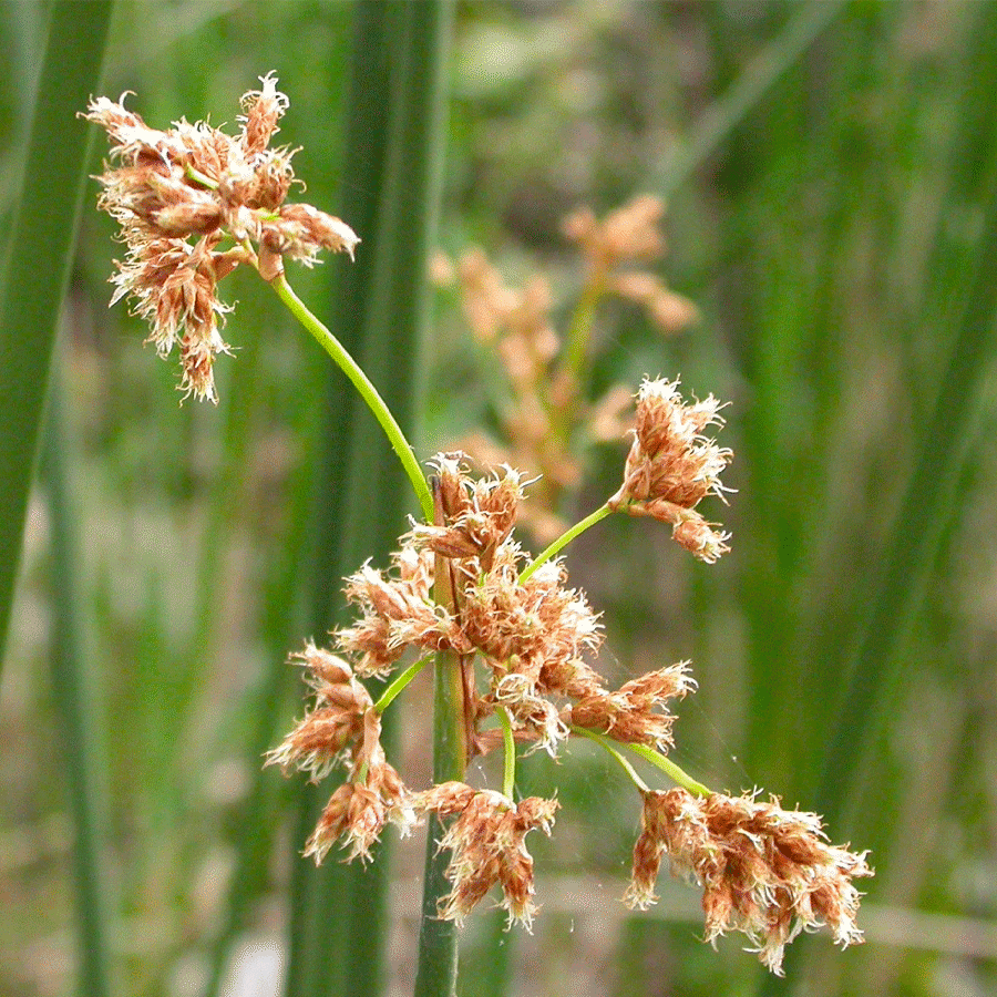 cali-bulrush.png