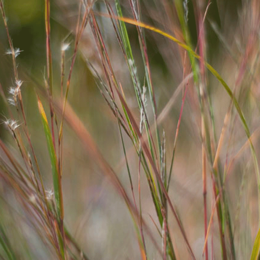 coastal-bluestem.png