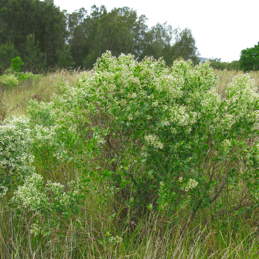 eastern-baccharis.png