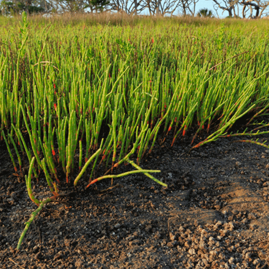 glasswort.png