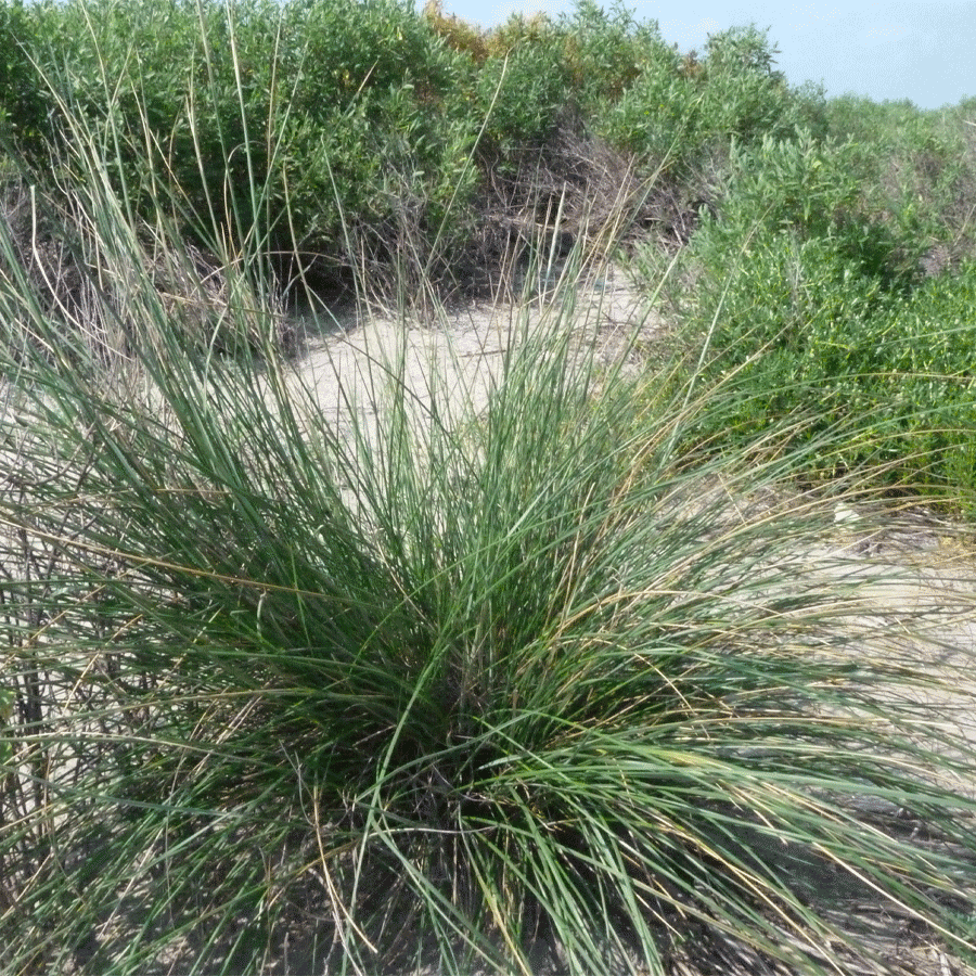 gulf-cordgrass.png