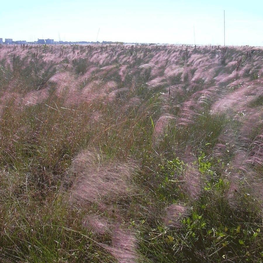 gulf-muhly.png