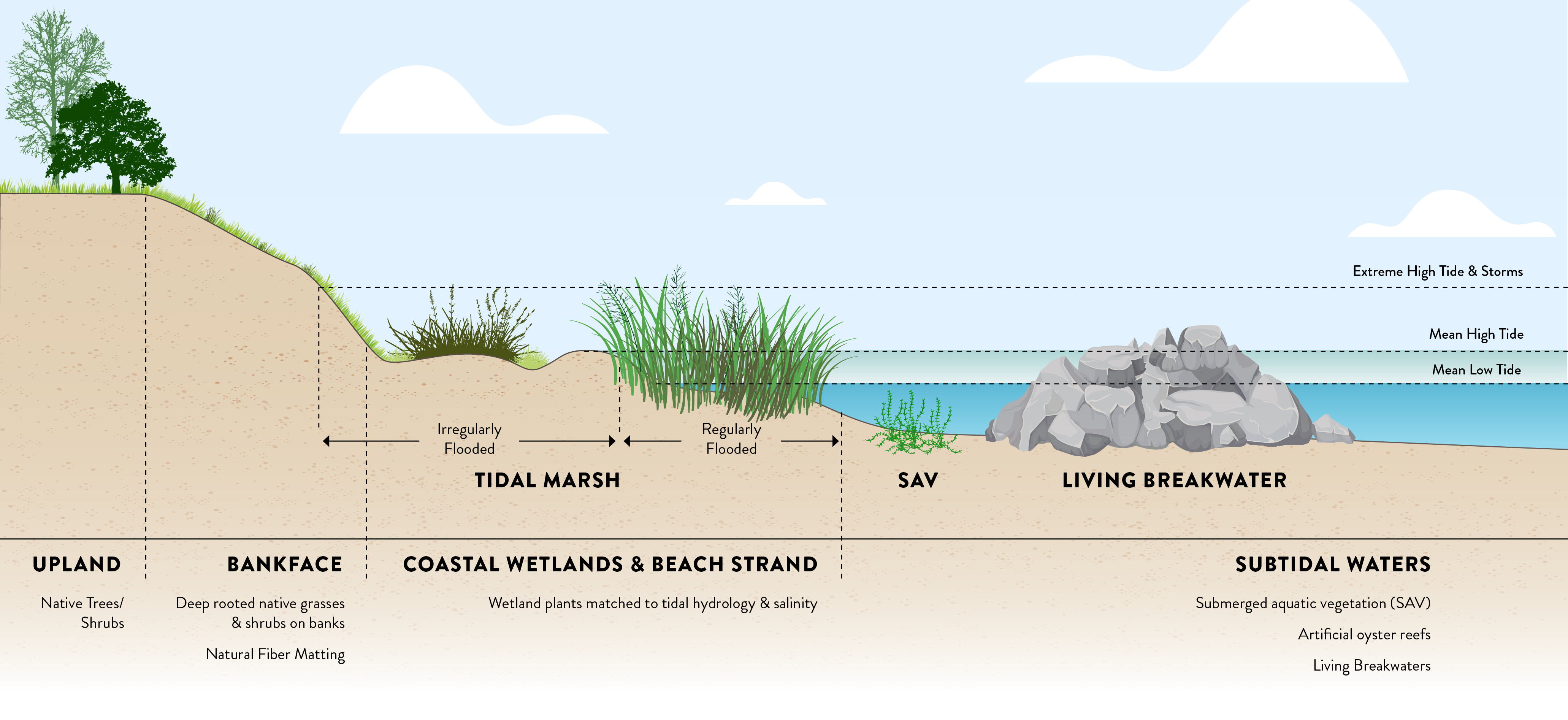 L_LSHliving-shoreline-diagram-banner.png 