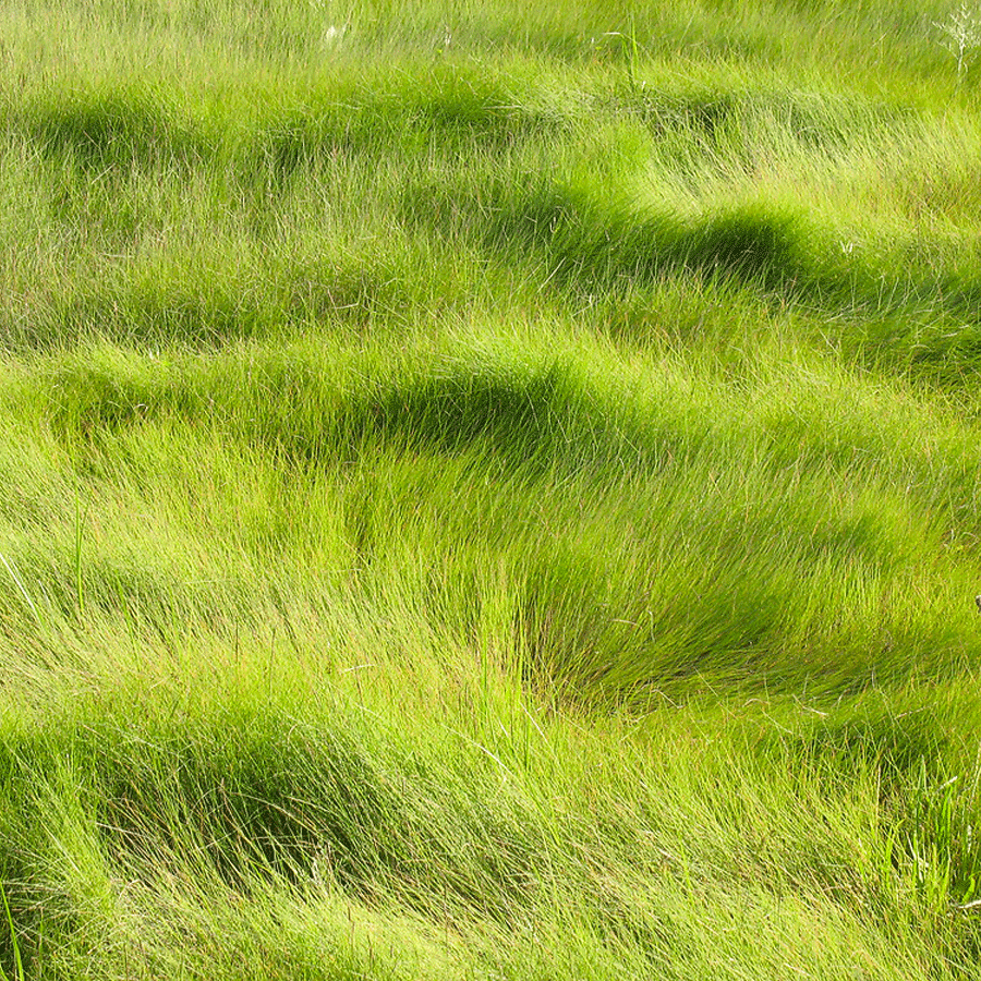 marshay-cordgrass.png