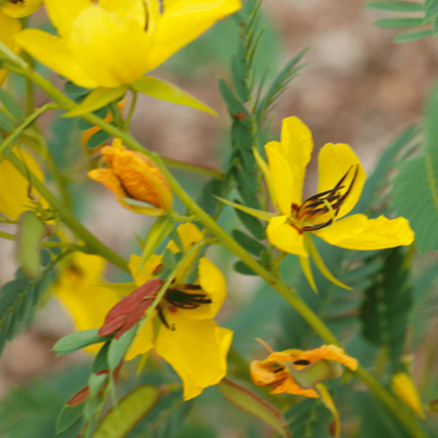 partridge-pea.png