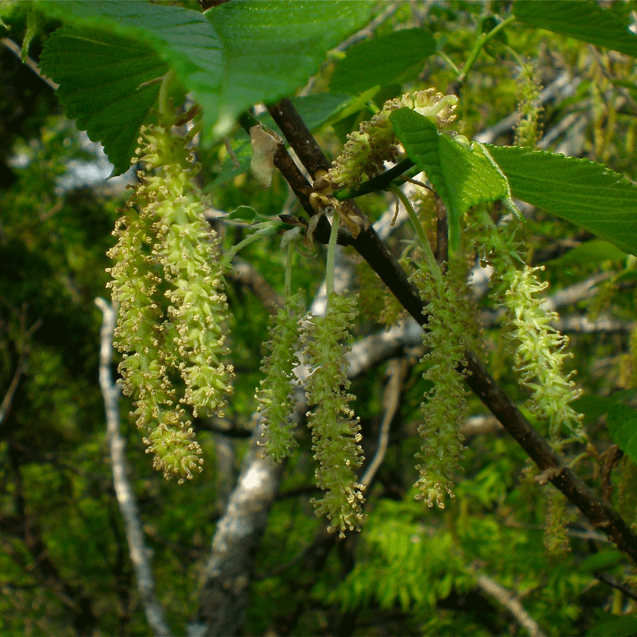 red-mulberry.png