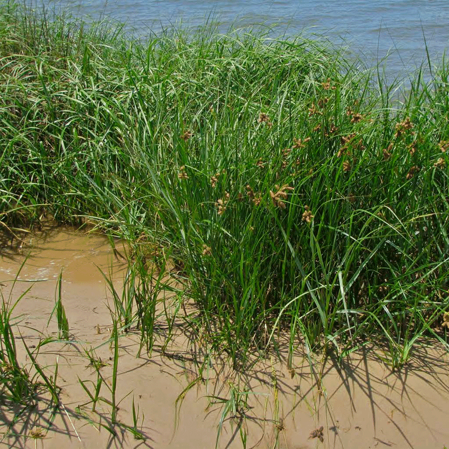 saltmarsh-bulrush.png