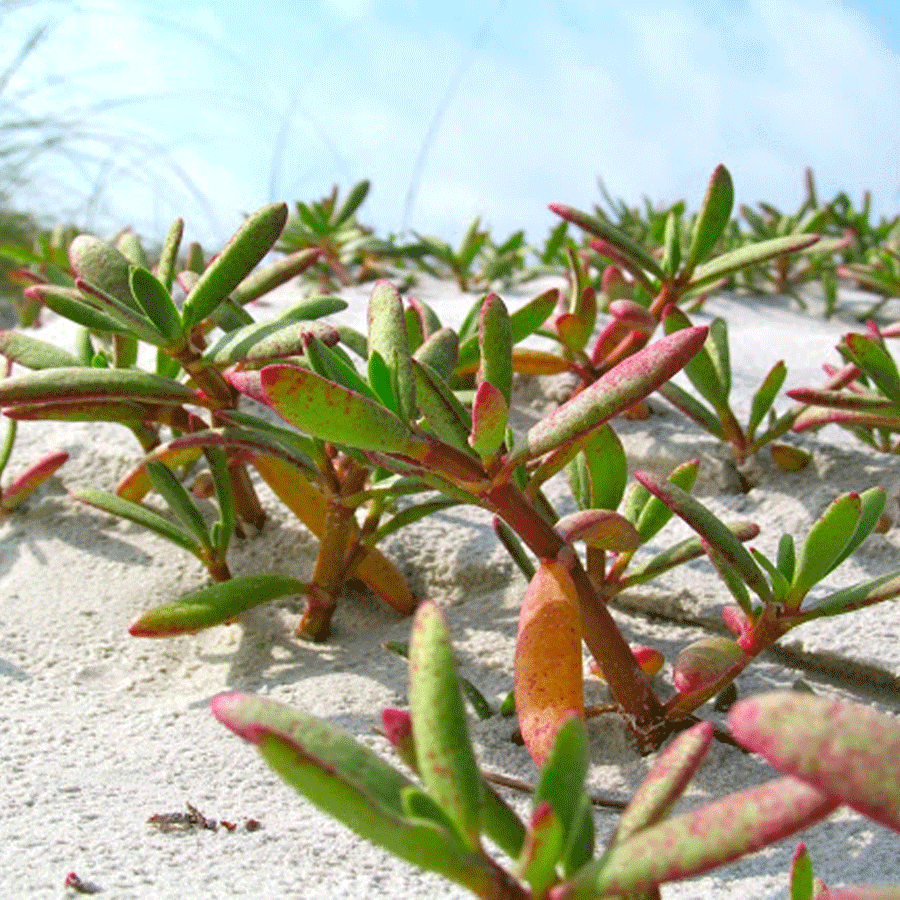 sea-purslane.png