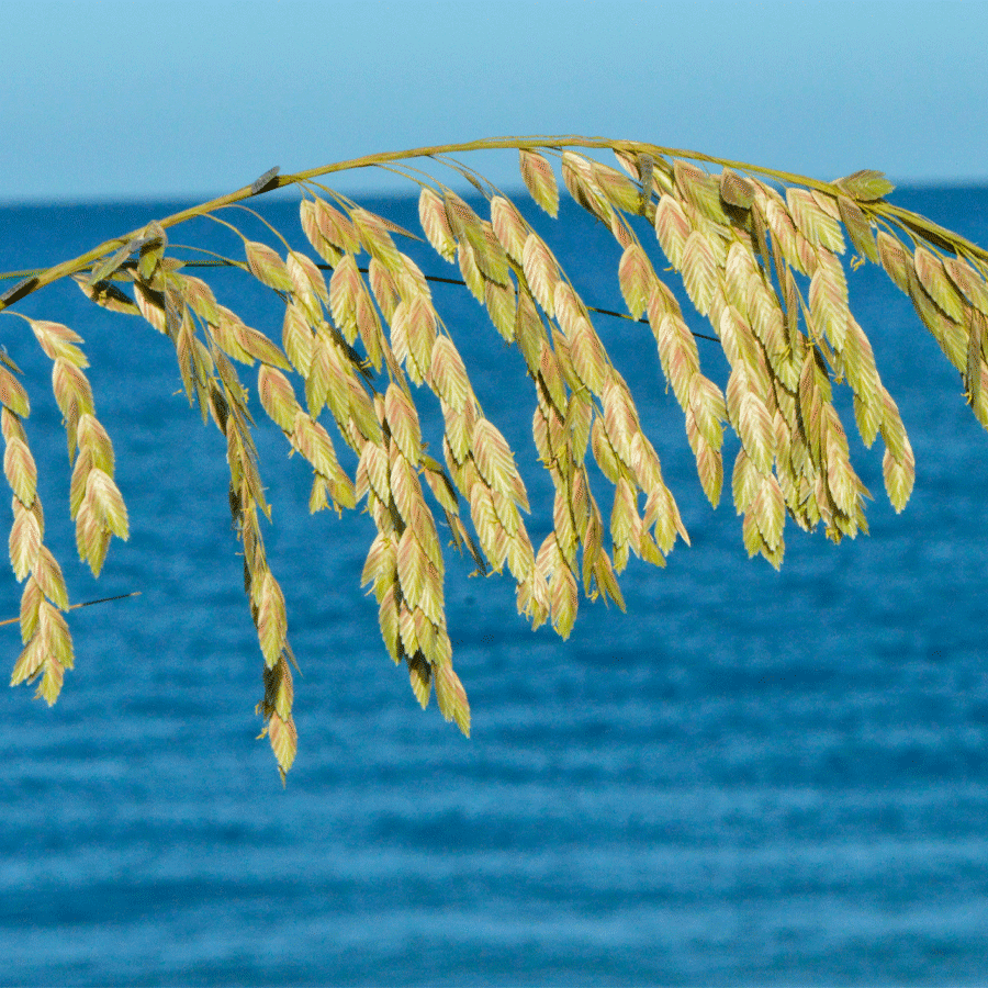 seaoats.png