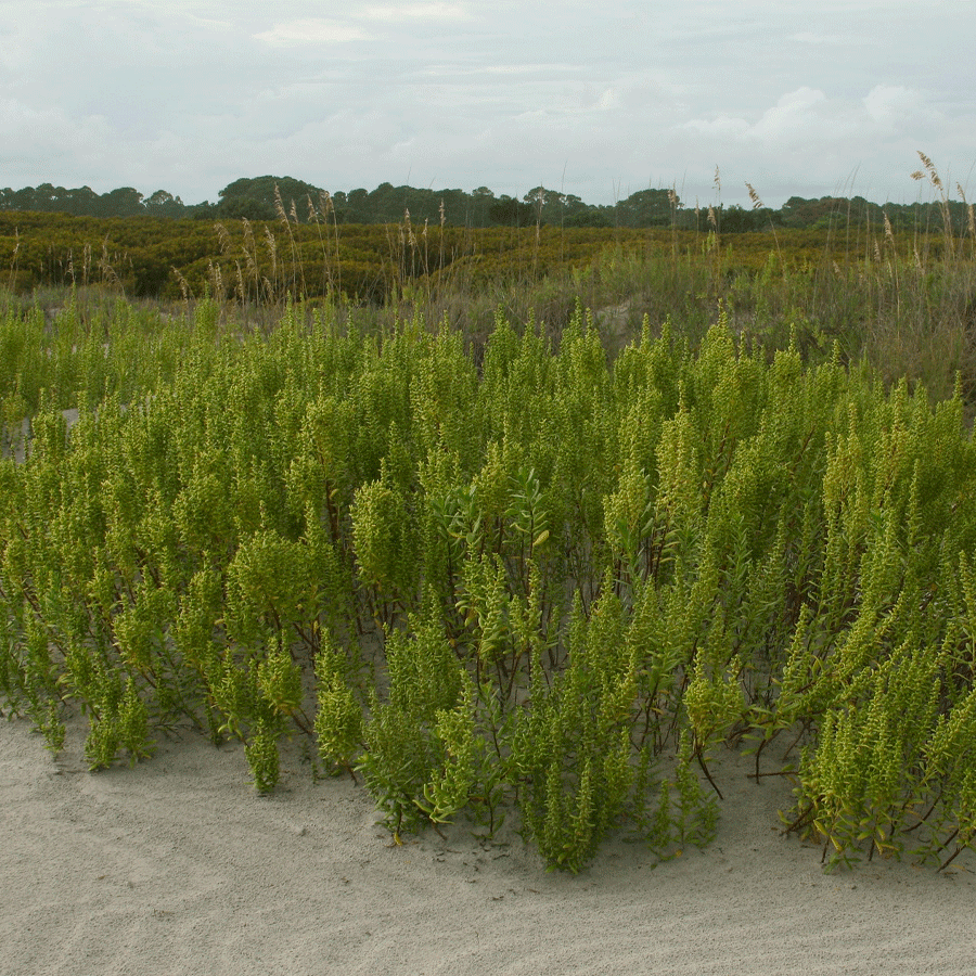 seashore-elder.png