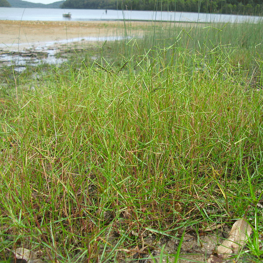 seashore-paspalum.png