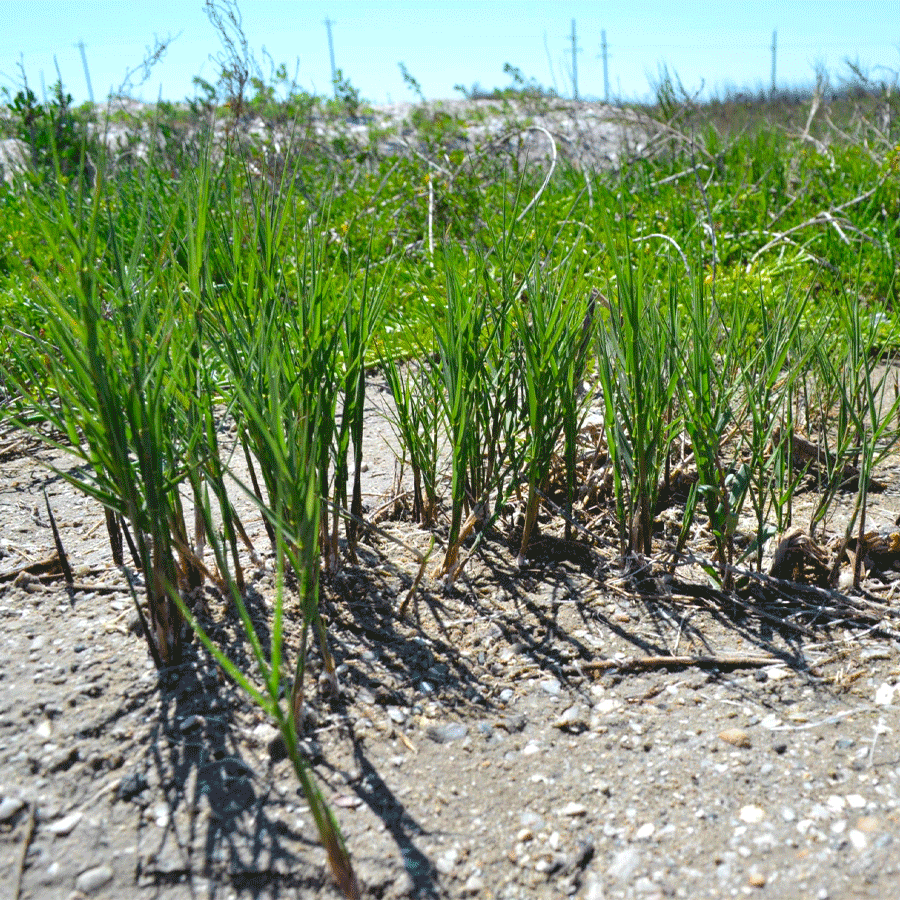 seashore-saltgrass.png