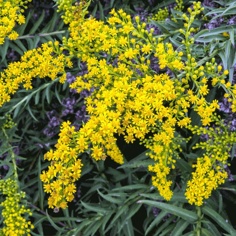 seaside-goldenrod900*900.jpg