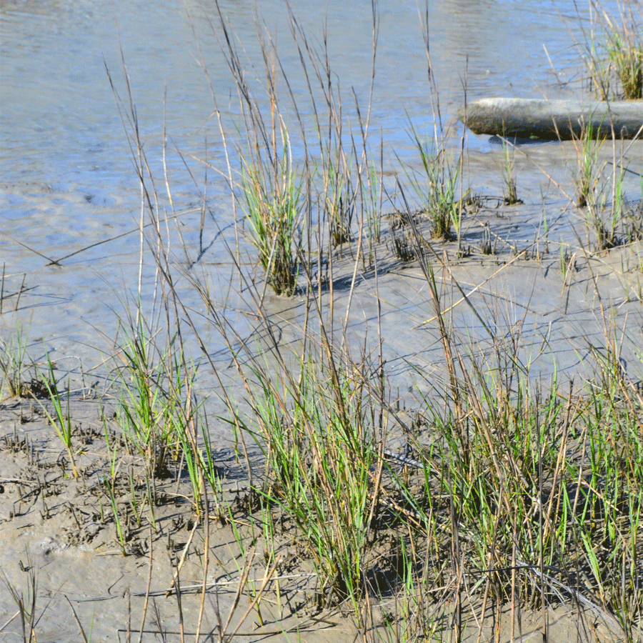 smooth-cordgrass.png