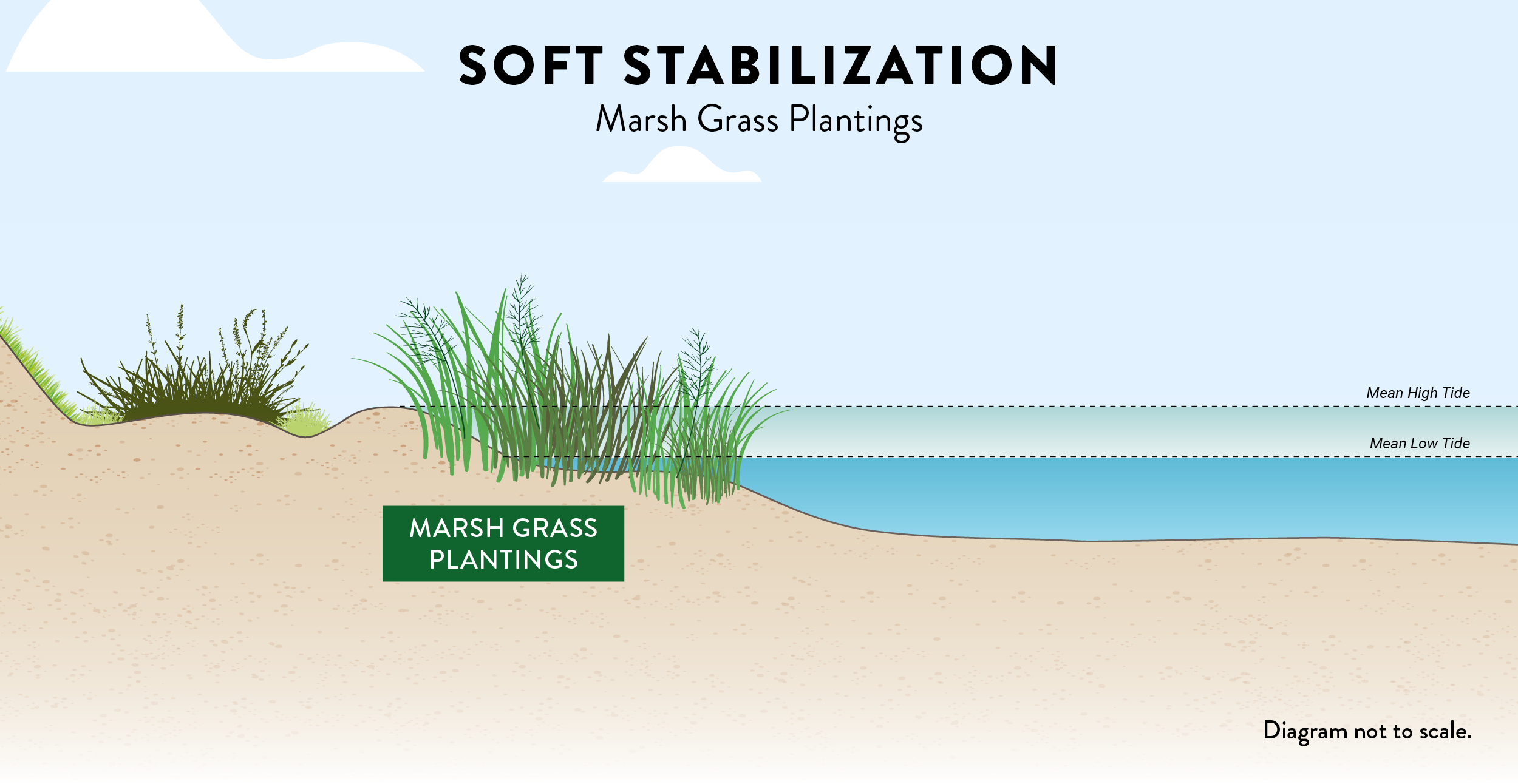 soft-marsh-grass.png