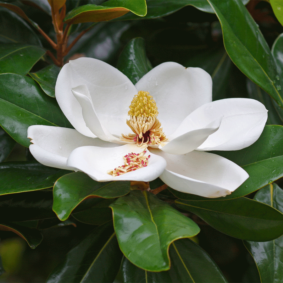 southern-magnolia.png