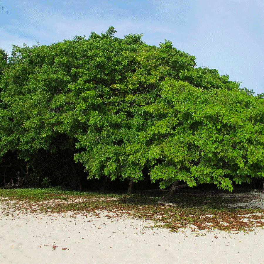 white-mangrove.png