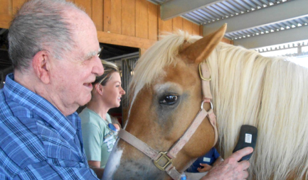 therapy-equine