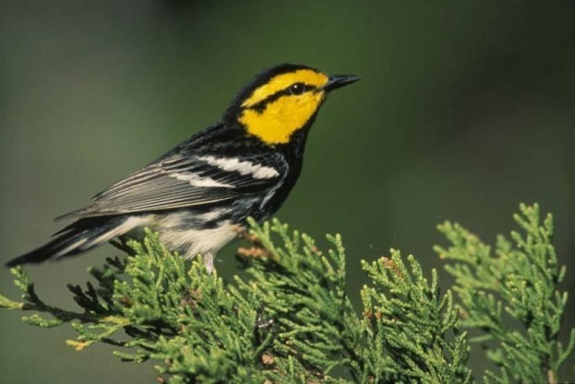 Golden-Cheeked Warbler