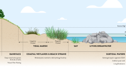 L_LSHliving-shoreline-diagram-banner.png 