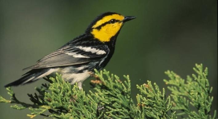 Golden-Cheeked Warbler